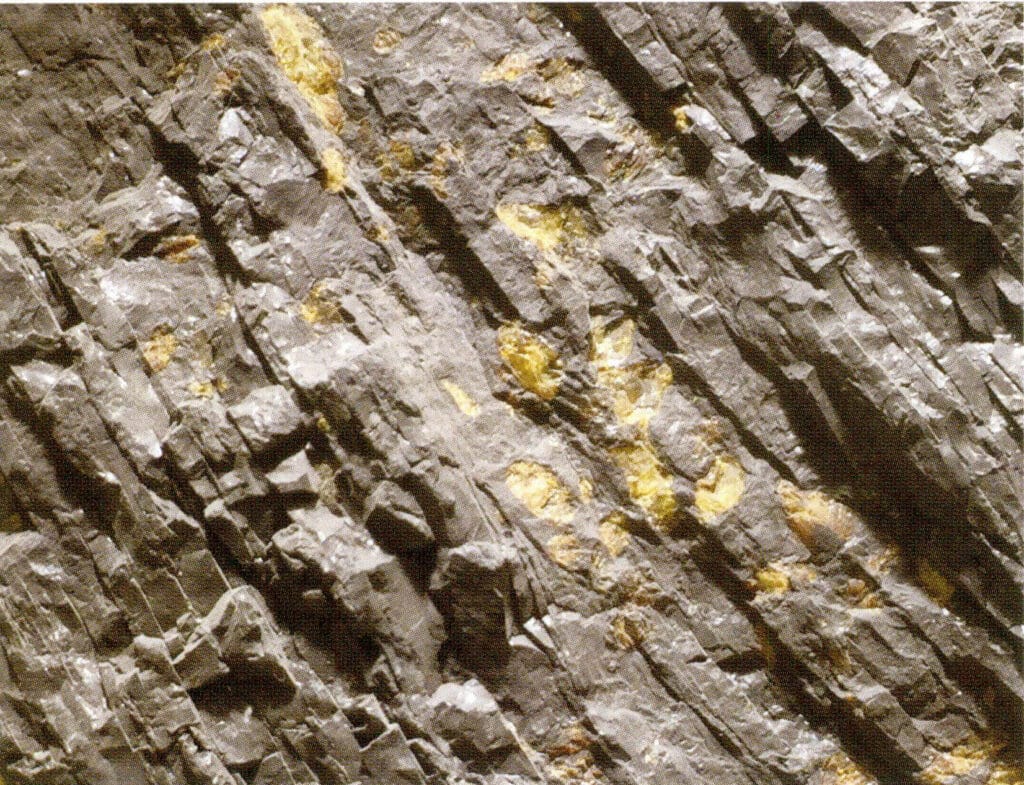 Figure 5-4-62 Amber in the Fushun Coal Seam