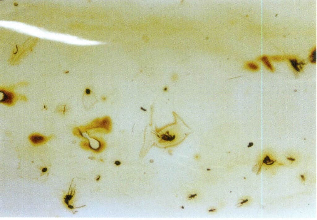 Figure 5-5-1 Heat-treated Amber inclusion (10×)