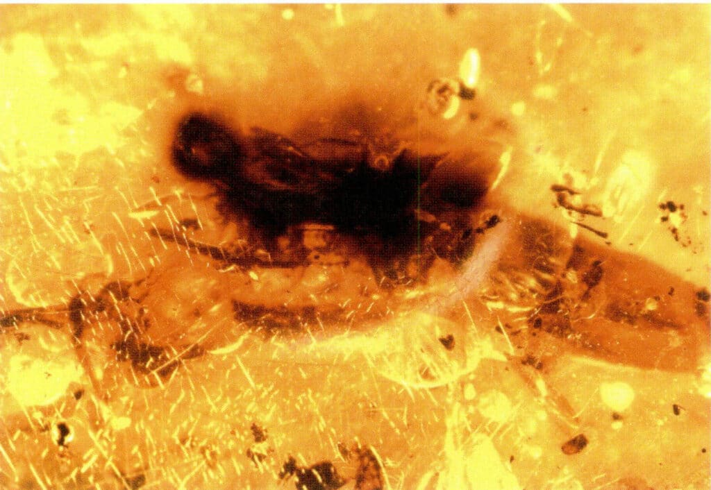 Figure 5-5-2 Heat-treated Amber Cladding (30x) (I)