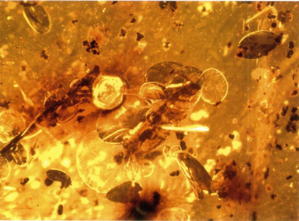 Figure 5-5-3 Heat-treated Amber inclusion (30×) (II)