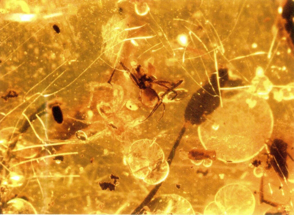 Figure 5-5-4 Heat-treated Amber Cladding (30x) (III)