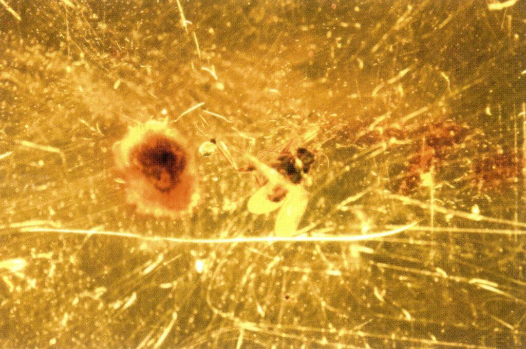 Figure 5-5-6 Purifying Amber (30x )