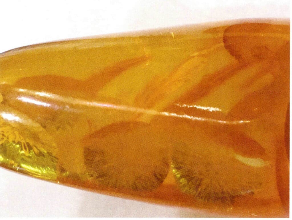 Figure5-5-13 "Sunshine" in Gold Flower Amber (10x)