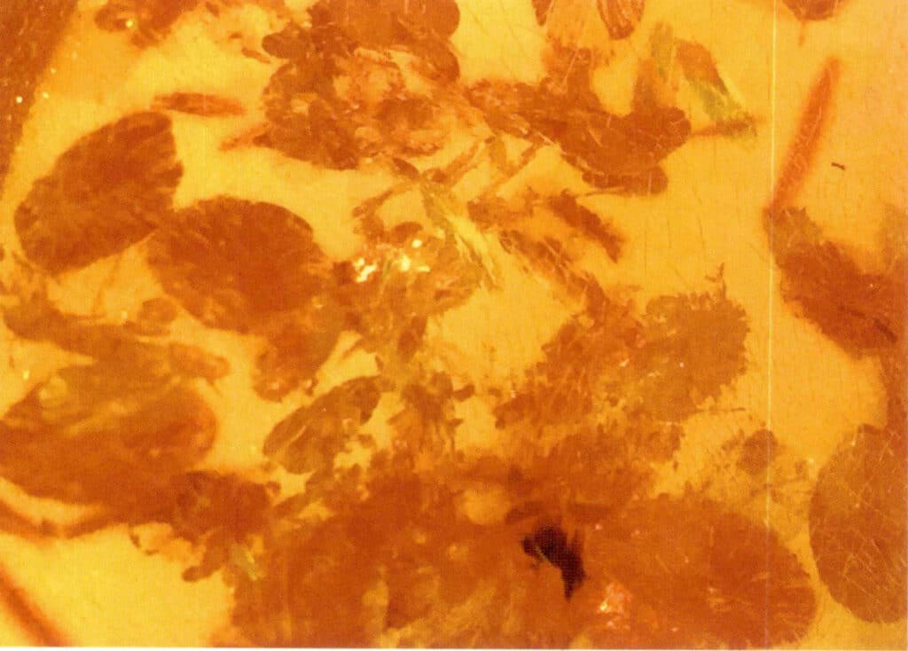 Figure 5-5-19 " Sunshine " in Gold flower pattern amber (10×) (I)