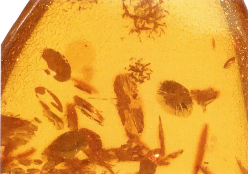 Figure 5-5-20 " Sunshine " in Gold flower pattern amber (10×)(II)