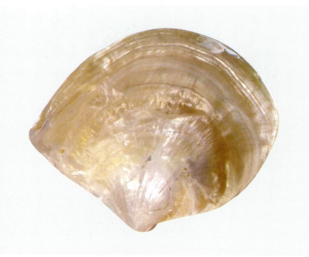 Figure 1-1-18 Outer side of natural gold-lipped shell