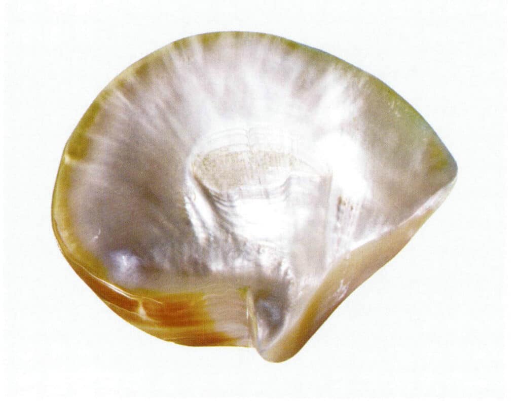 Figure 1-1-19 Inner side of natural gold-lipped shell