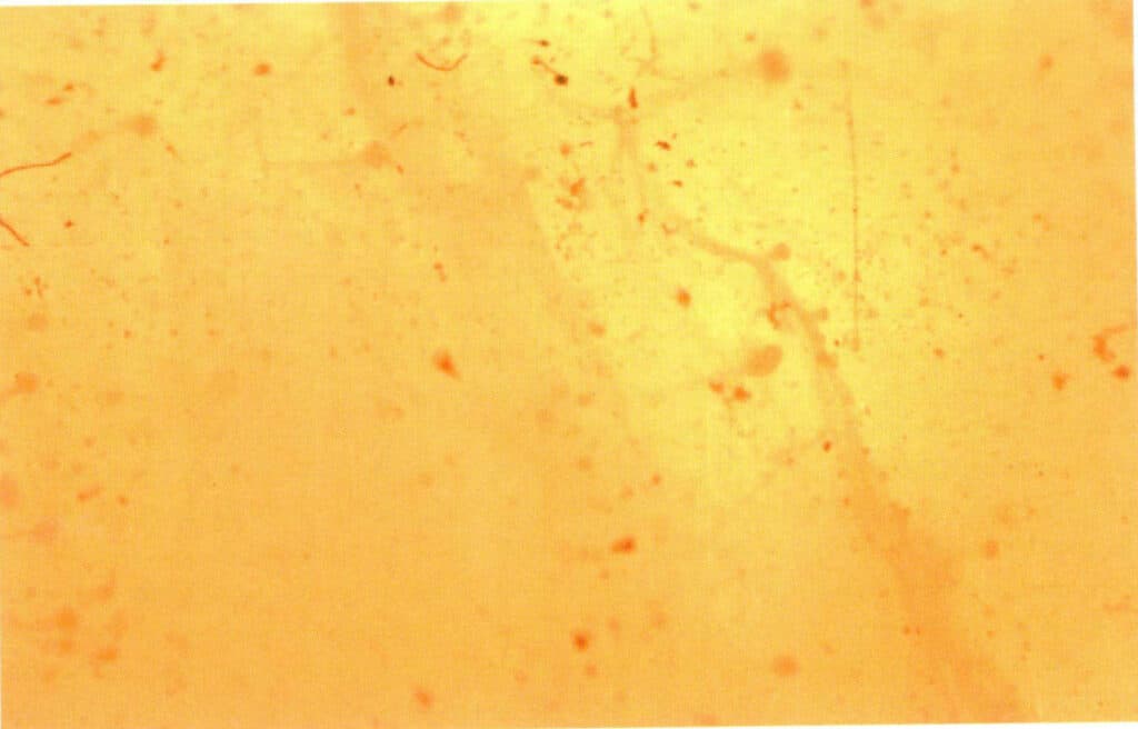 Figure 5-5-34 Microstructure of pressed Amber (30 x )(II)