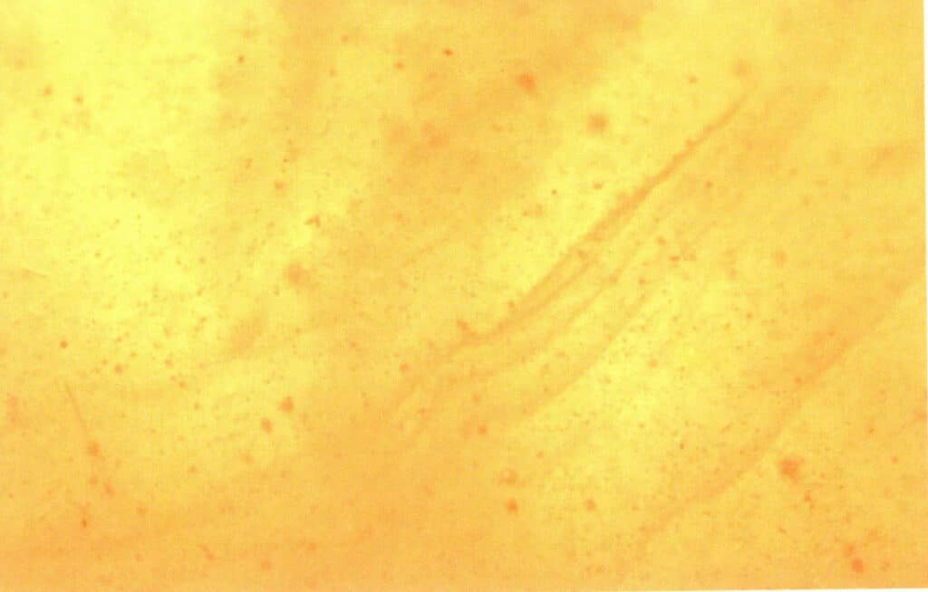 Figure 5-5-35 Microstructure of pressed Amber (30 x ) (III)
