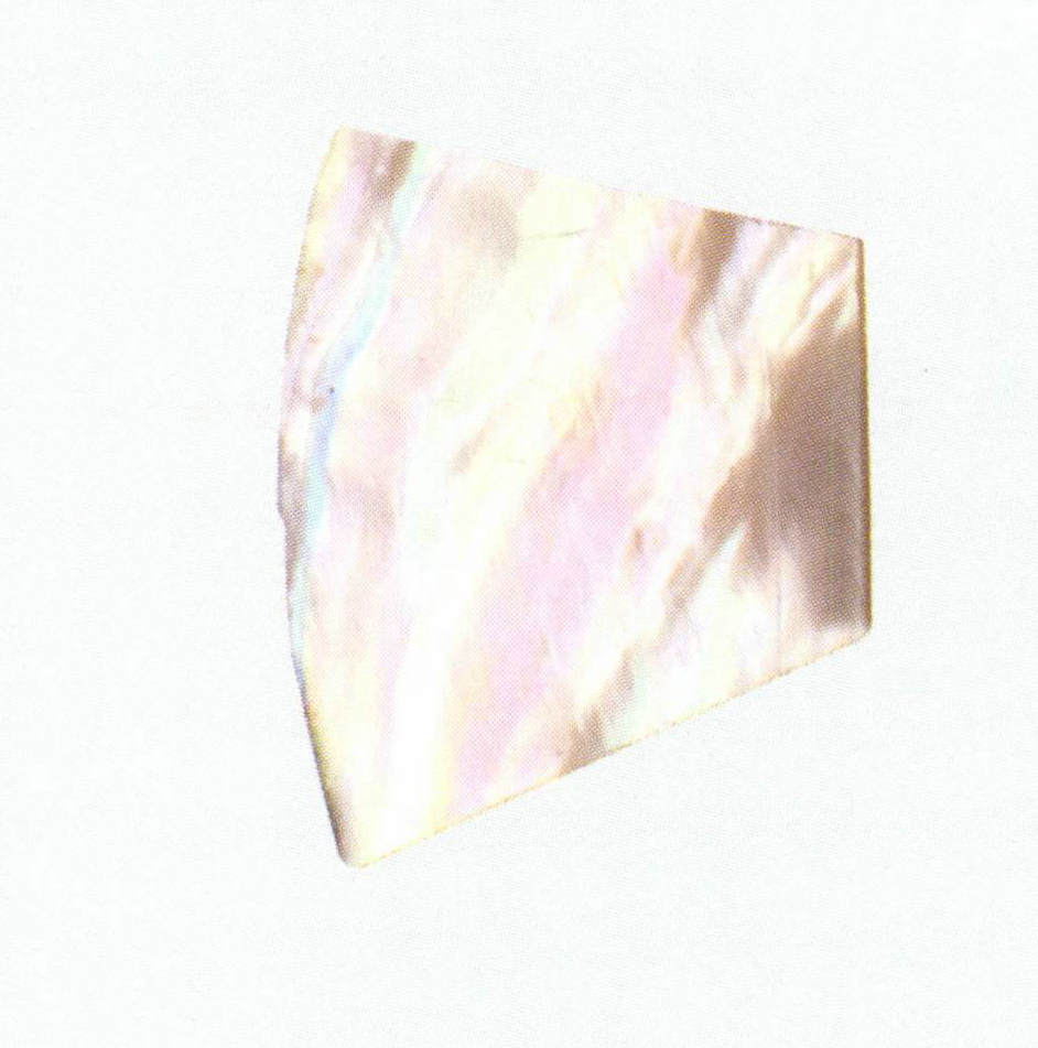 Figure 6-3-2 The Luster of Shells (Triangle Shell mussel)