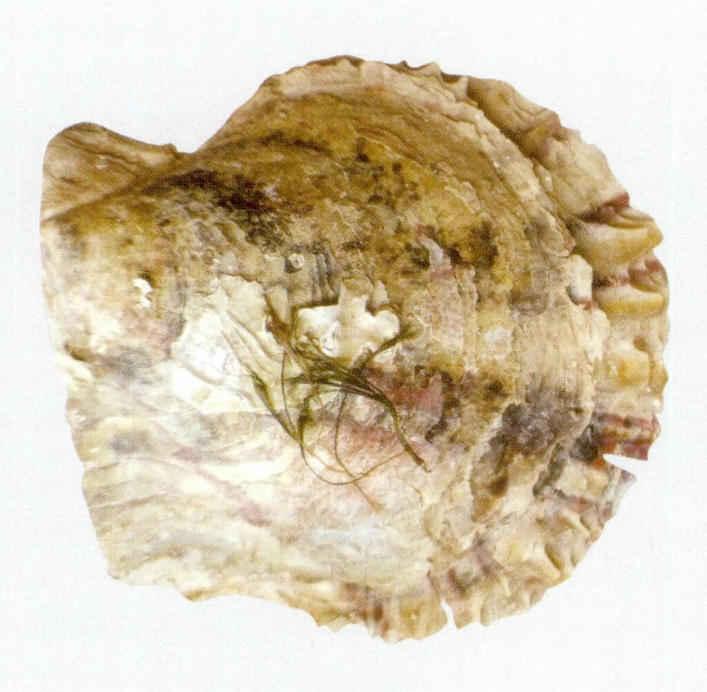 Figure 6-4-1 Lateral view of the Pinctada martensi