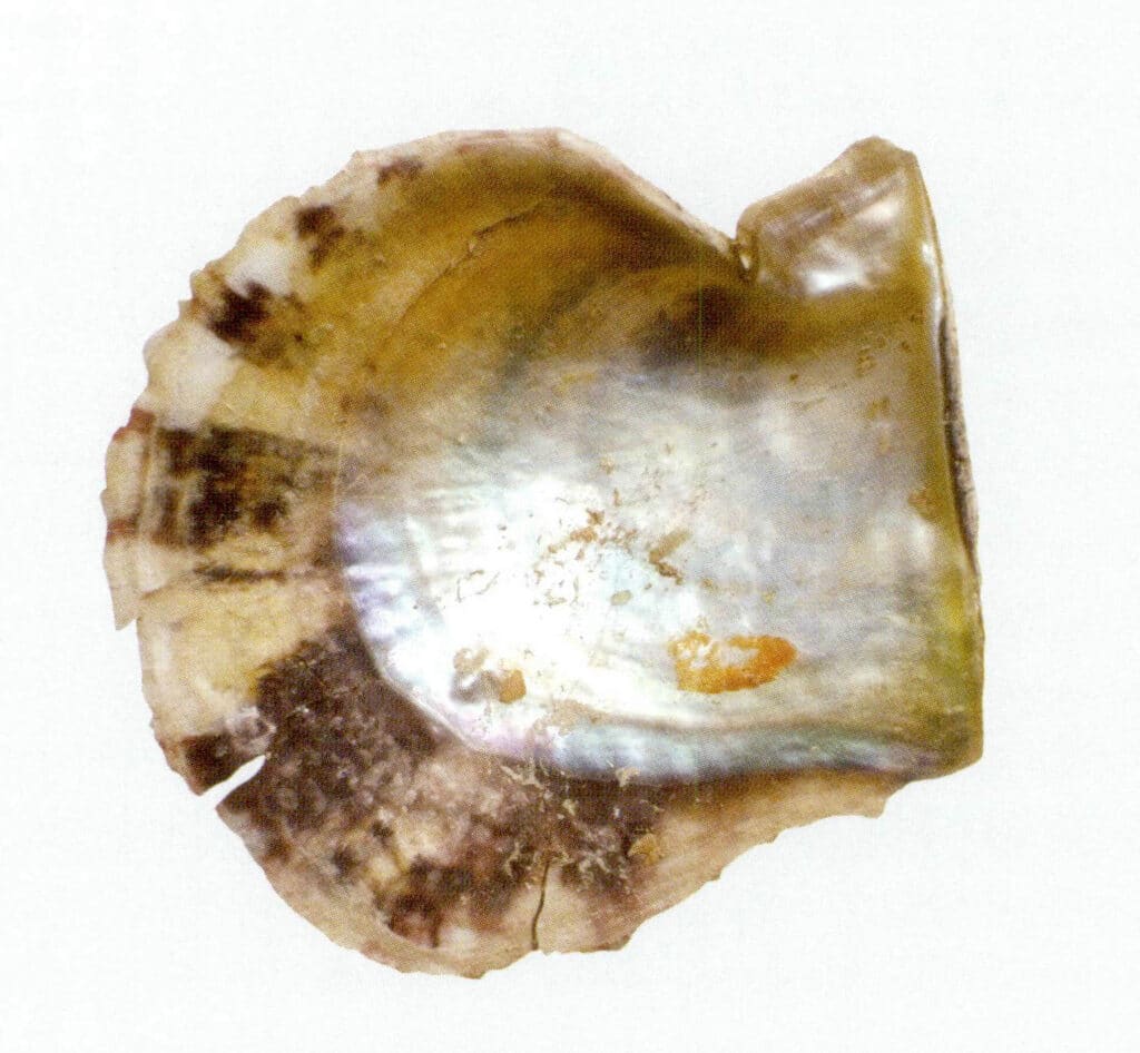 Figure 6-4-2 Medial view of the Pinctada martensi