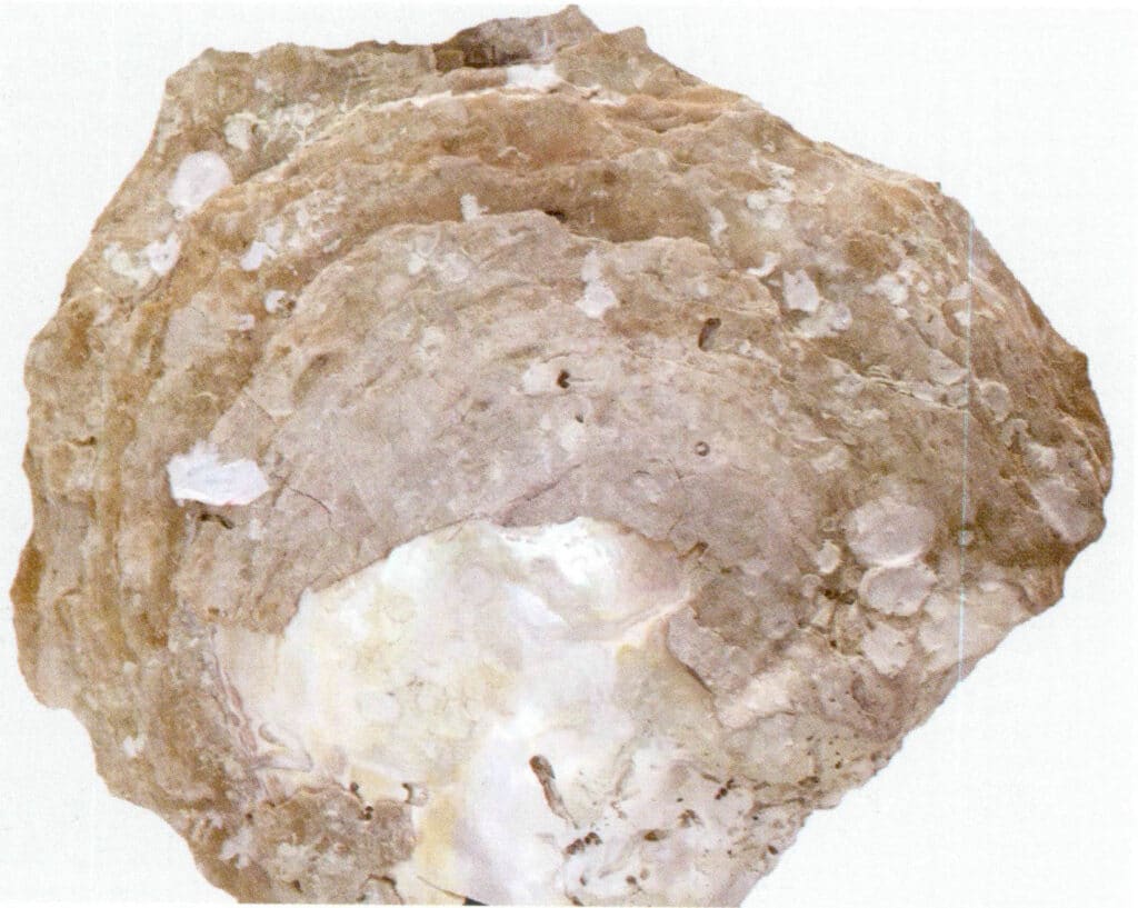 Figure 6-4-6 Outer side of the giant pearl oyster (gold-lipped oyster)