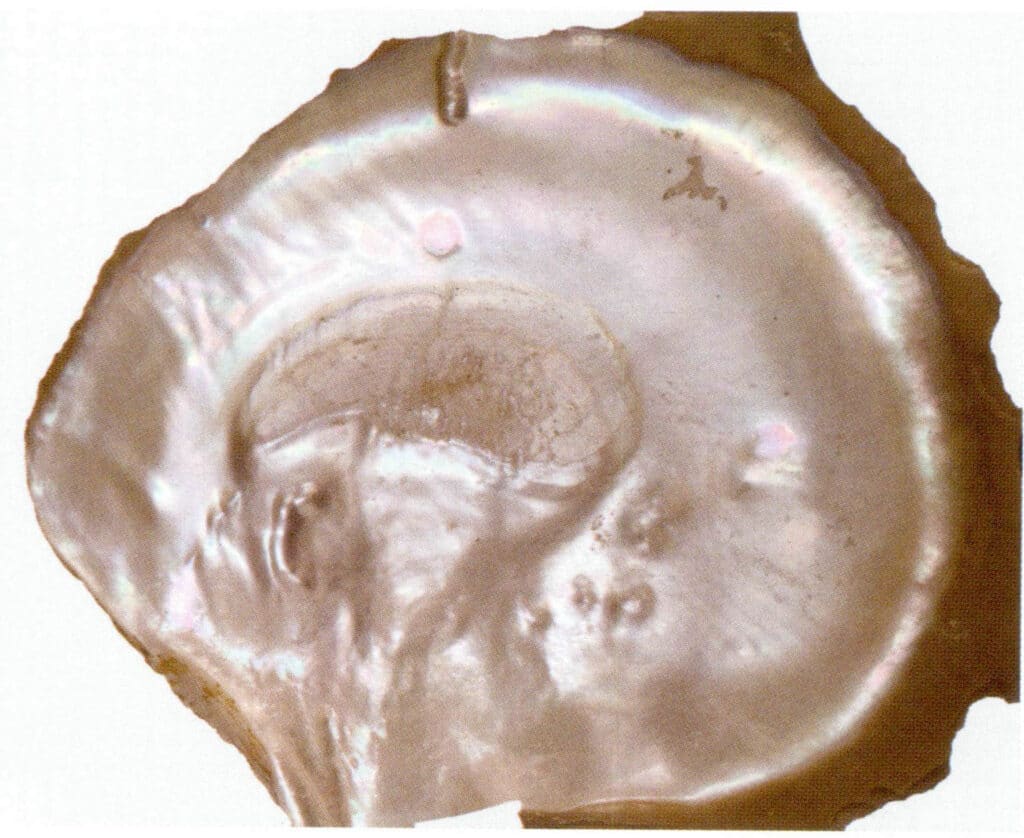 Figure 6-4-7 Inner side of the giant pearl oyster (gold-lipped oyster)