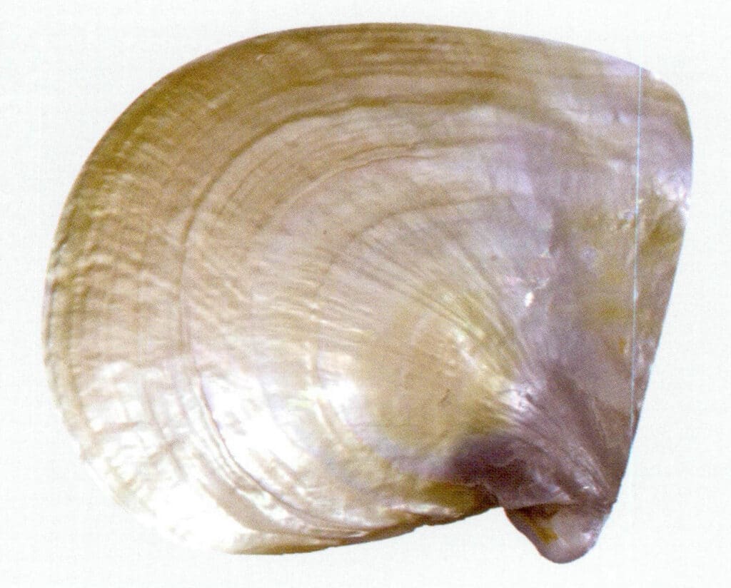 Figure 6-4-8 Polished outer side of the giant pearl oyster (gold-lipped oyster)