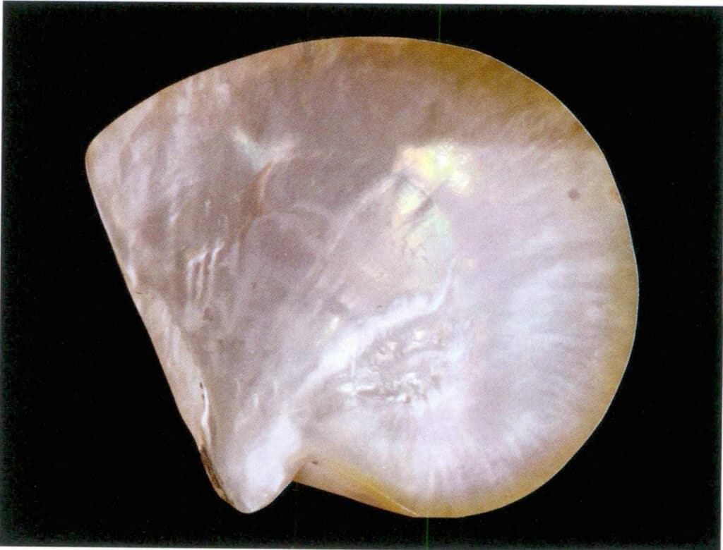 Figure 6-4-9 Polished inner side of the giant pearl oyster (gold-lipped oyster)