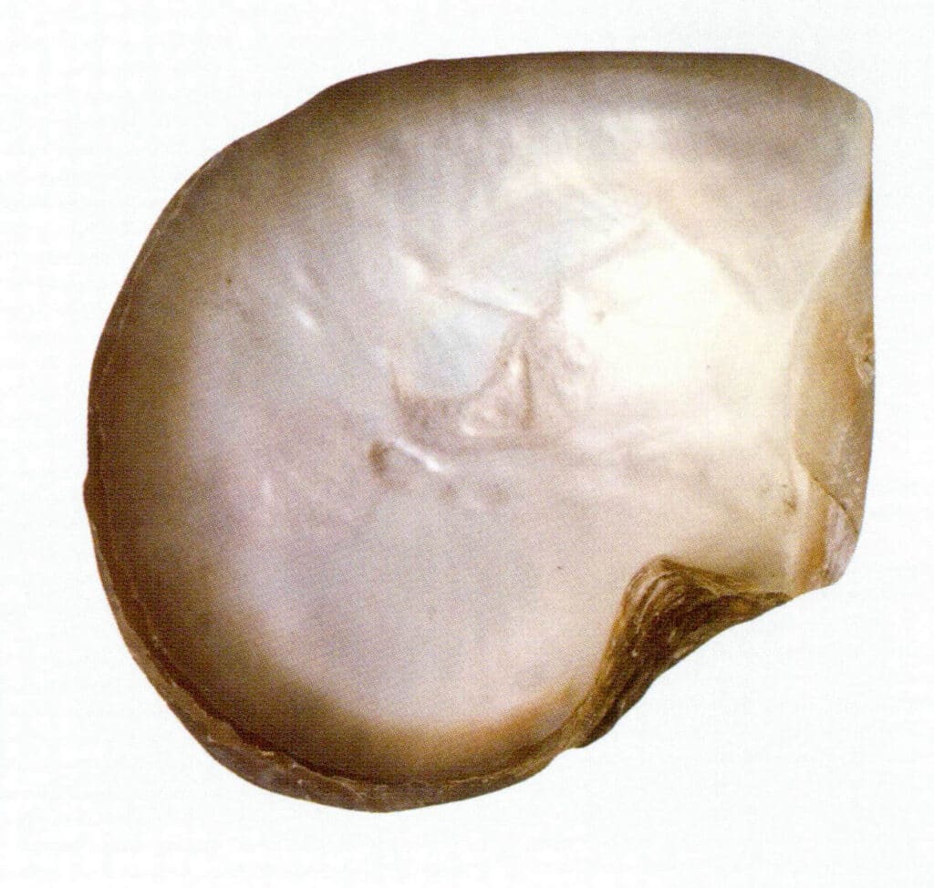 Figure 6-4-10 Black-lipped oyster (1)