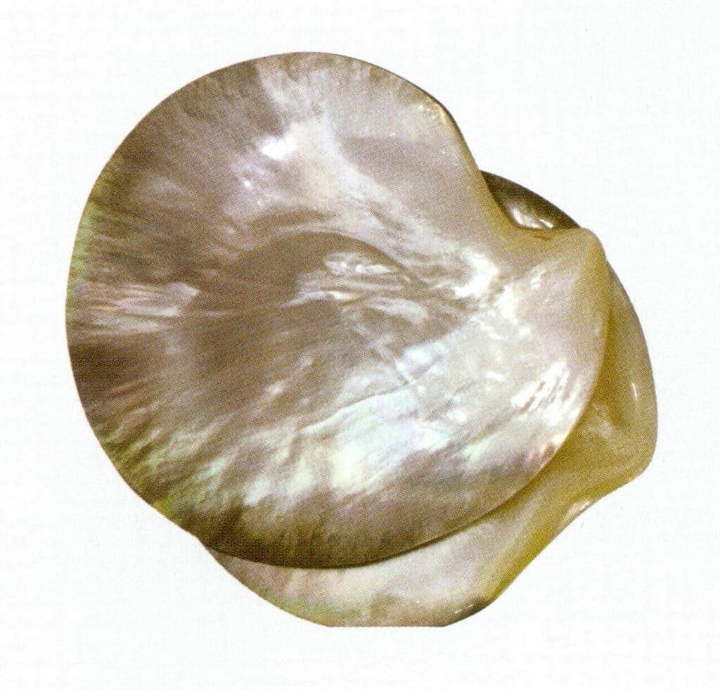 Figure 6-4-11 Black-lipped oyster (2)