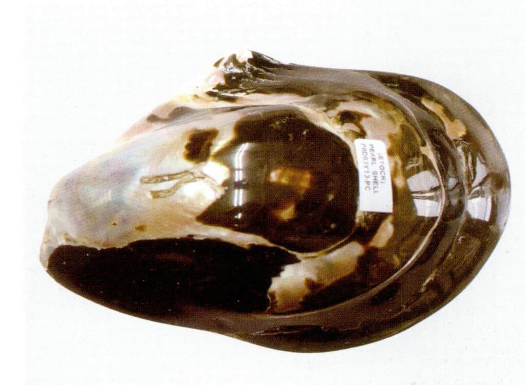 Figure 6-4-12 Polished outer side of the Pteria Penguins