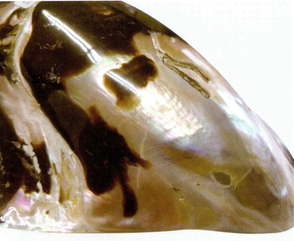 Figure 6-4-13 Polished outer side of the Pteria Penguins (partial)