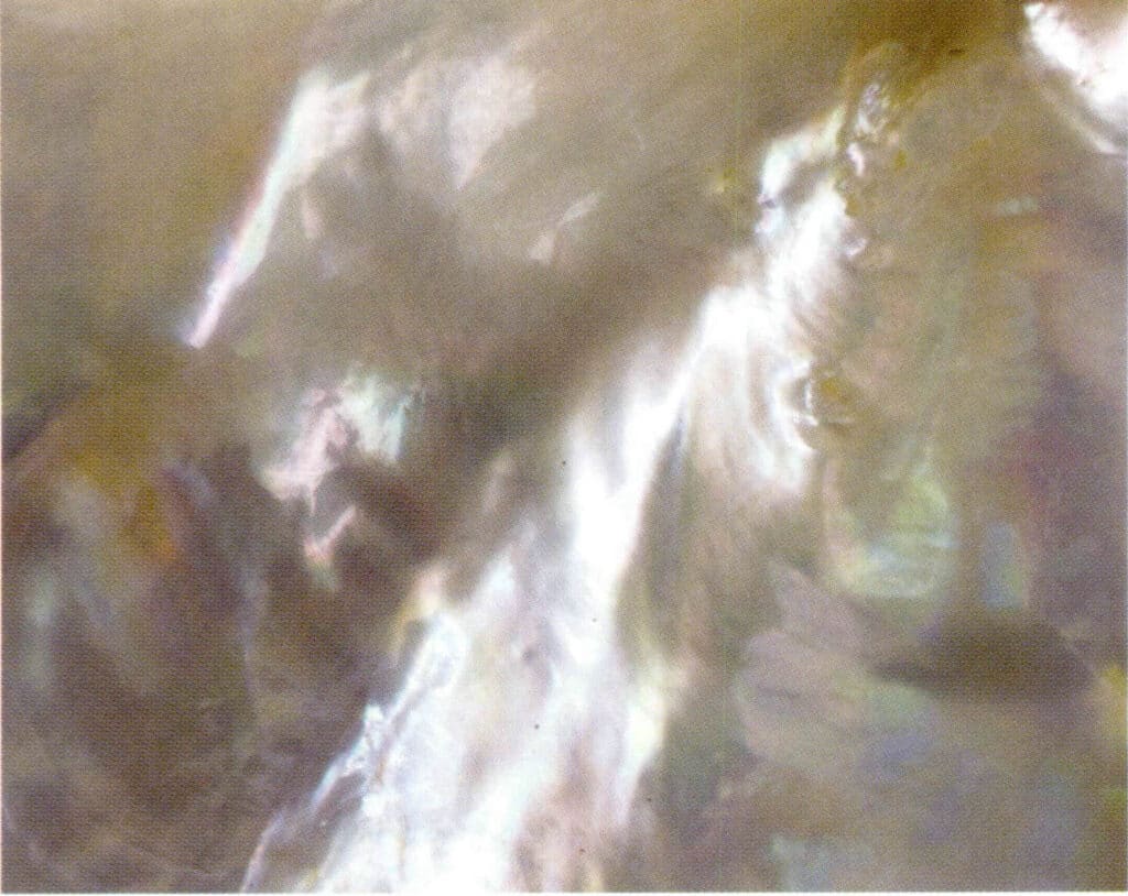 Figure 6-4-15 Iridescent Effect on the Inner Side of the Pteria Penguins.