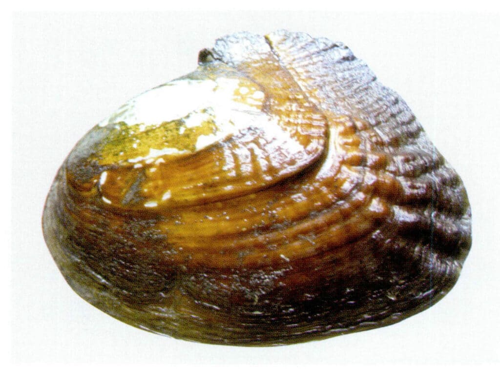 Figure 6-4-16 Outer Side of the Triangle Shell mussel Shell