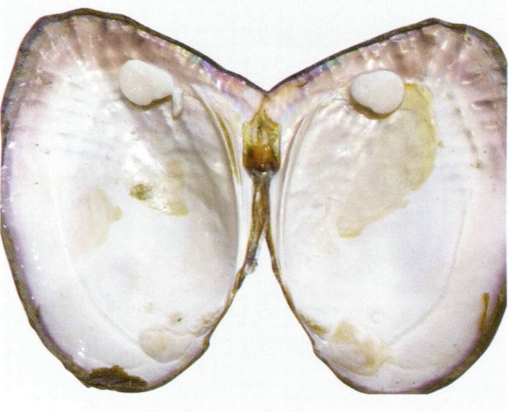 Figure 6-4-17 Inner Side of the Triangle Shell mussel Shell