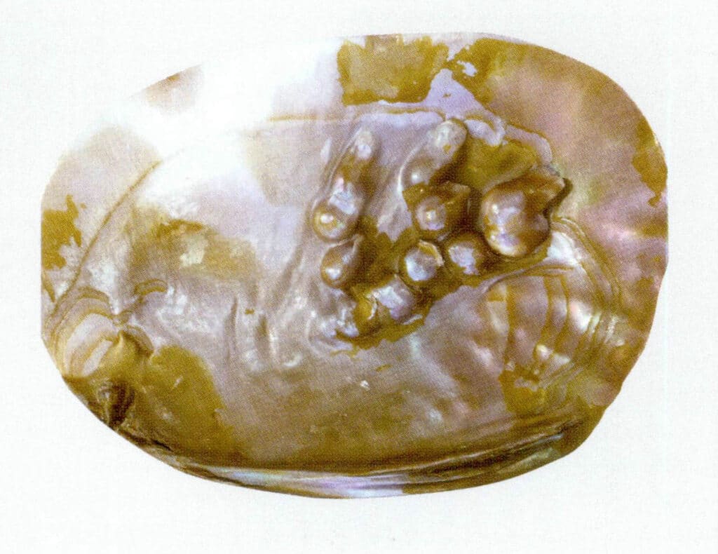 Figure 6-4-19 Cockscomb pearl mussel (1)