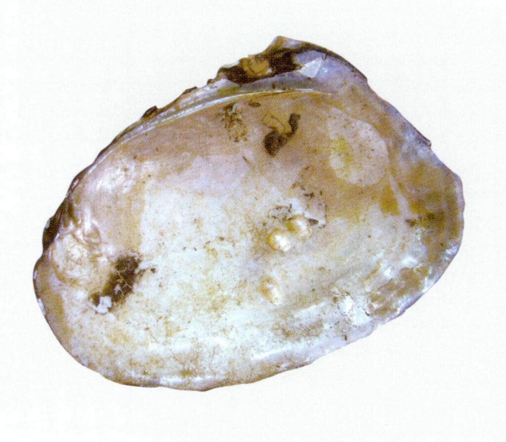 Figure 6-4-20 Cockscomb pearl mussel (2)