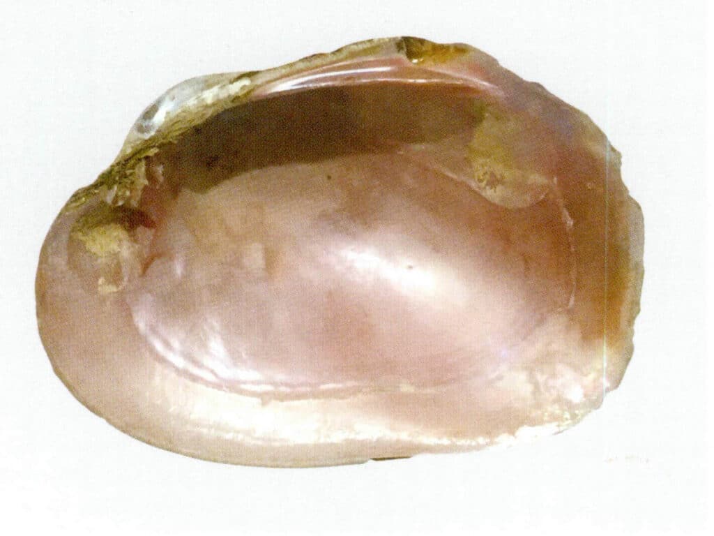 Figure 6-4-21 Biwa pearly mussel