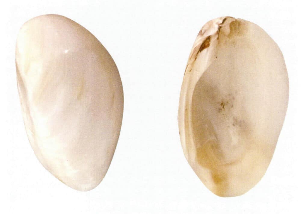 Figure 6-4-22 Lamprotula leai