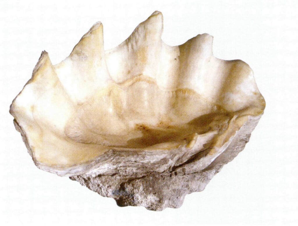 Figure 6-4-23 Tridacna Shell