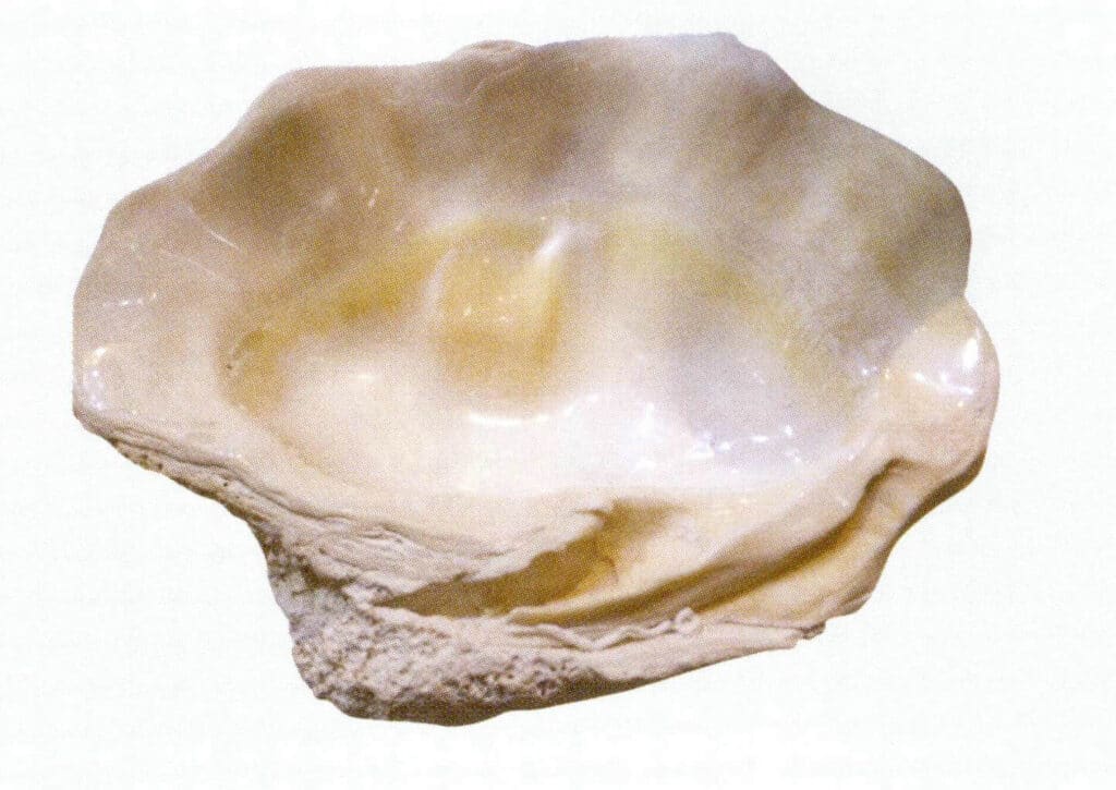 Figure 6-4-24 Tridacna Shell