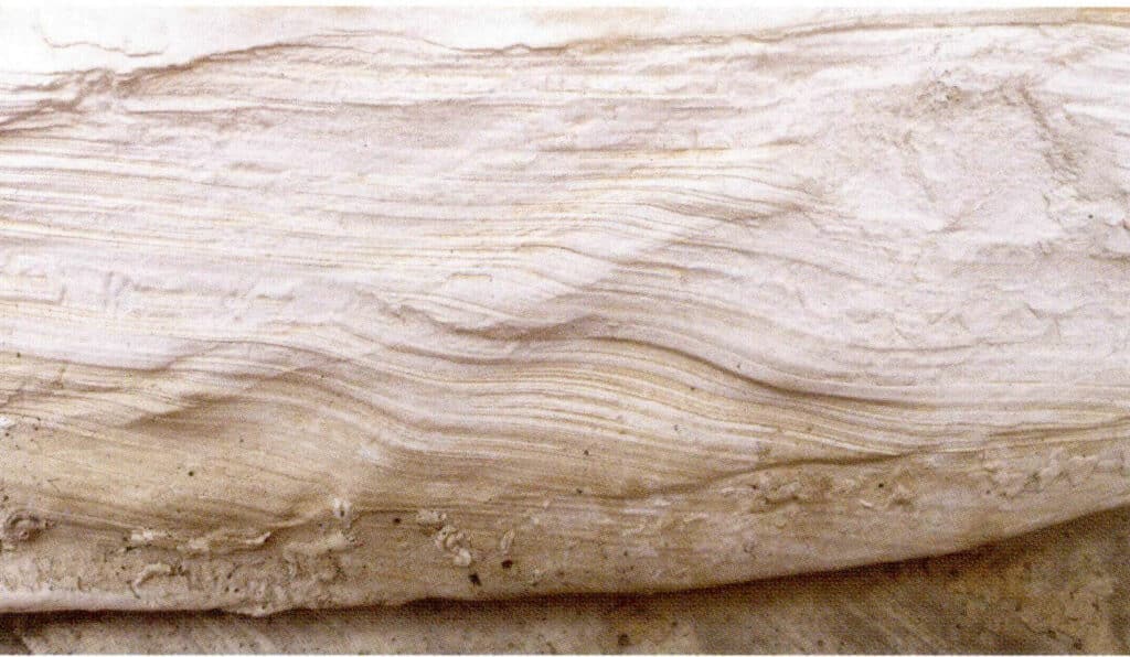 Figure 6-4-26 Layered growth structure of the Tridacna Shell