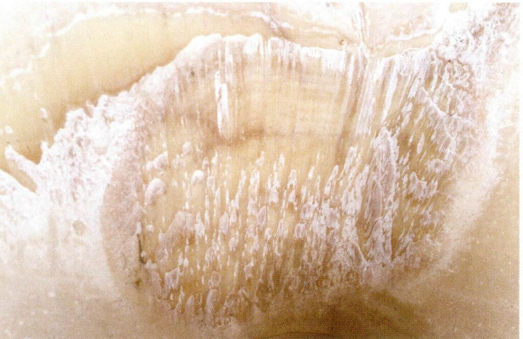 Figure 6-4-27 Layered and radial growth structure of Tridacna
