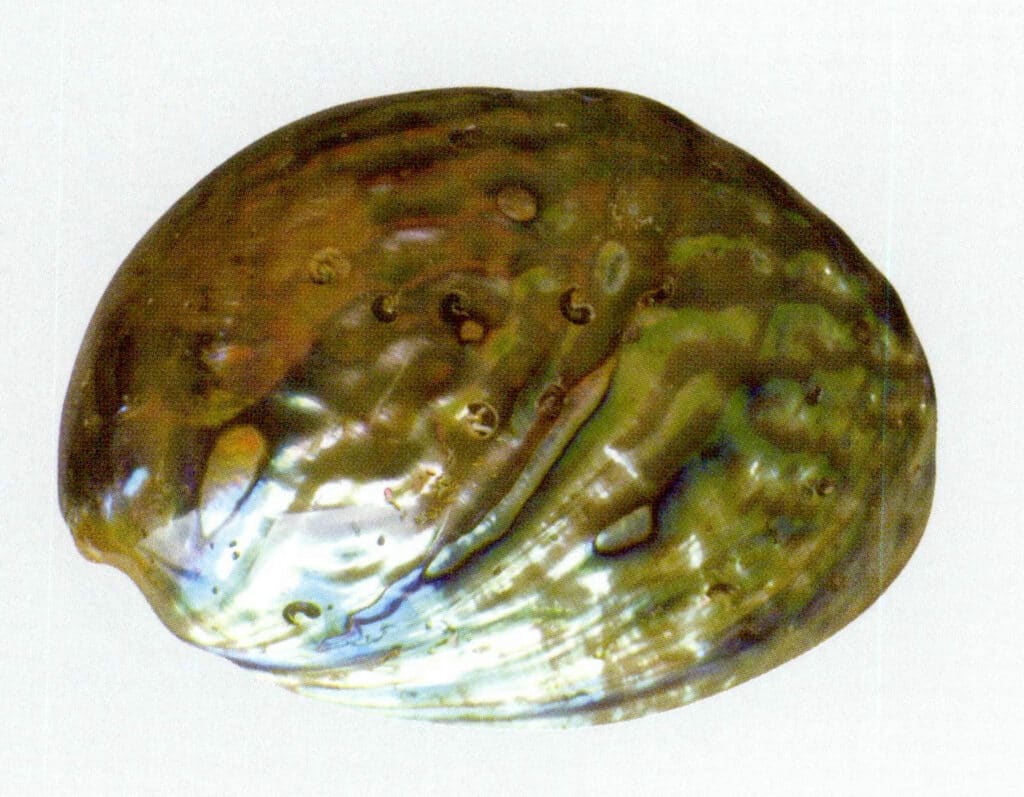 Figure 6-4-31 Outer side of the abalone shell