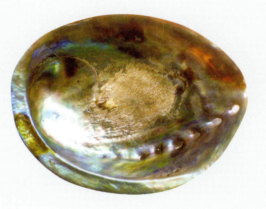 Figure 6-4-32 Inside of Abalone Shell