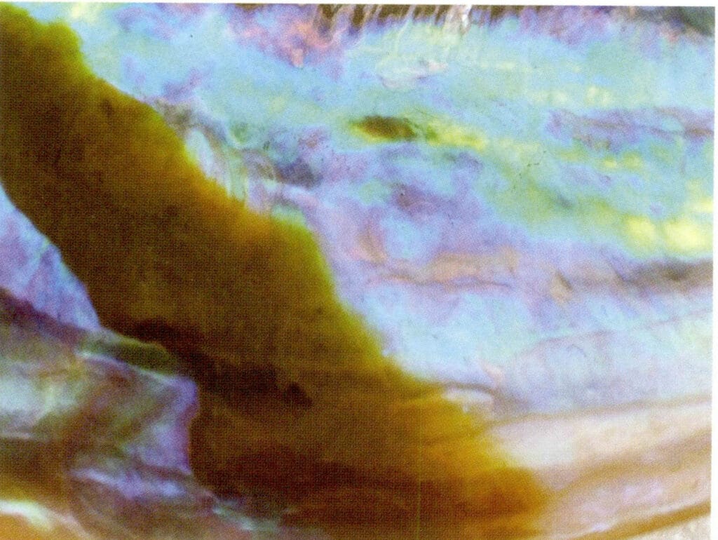 Figure 6-4-34 Strong Iridescence of Abalone Shell (II)