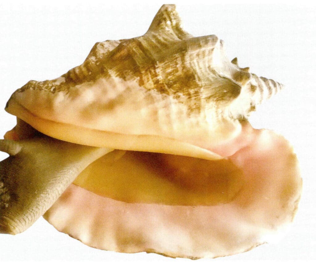 Figure 6-4-35 Queen Conch Shell (I)