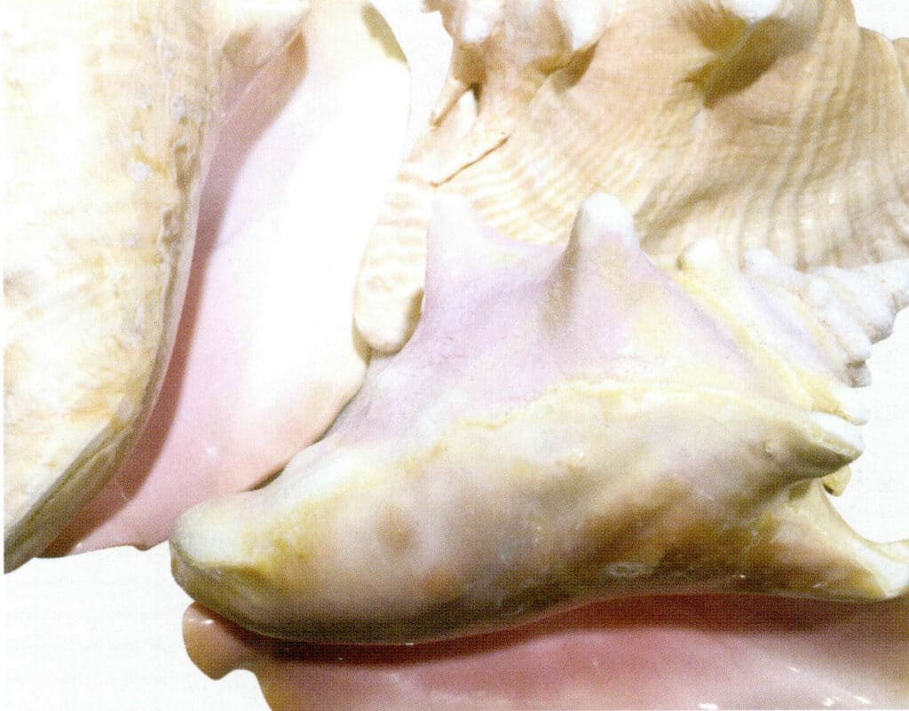 Figure 6-4-36 Queen Conch Shell (II)