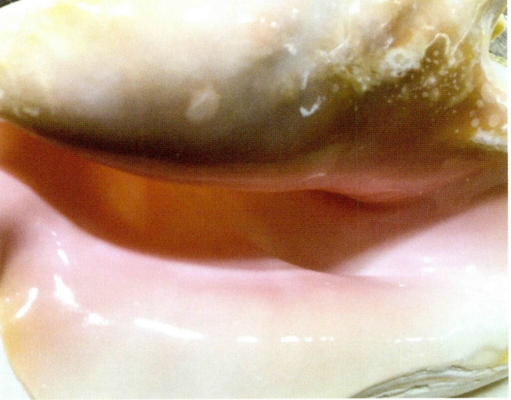 Figure 6-4-37 Partial of the Queen Conch Shell
