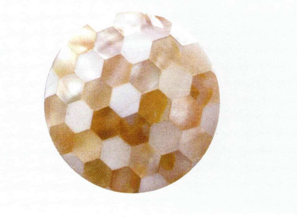 Figure 6-5-6 Assembled Freshwater Mother-of-Pearl Shell