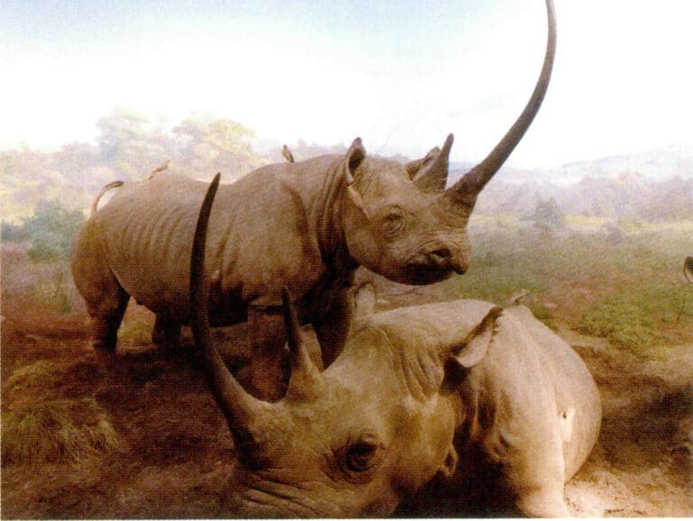 Figure 7-2-2 Rhinoceros (2)