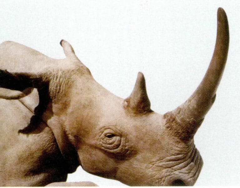 Figure 7-2-3 Rhinoceros (3)