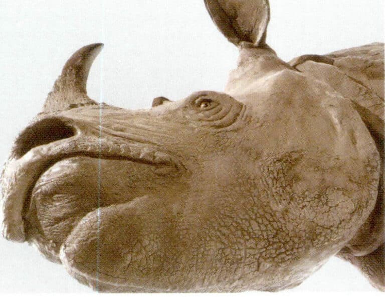 Figure 7-2-4 Rhinoceros (4)