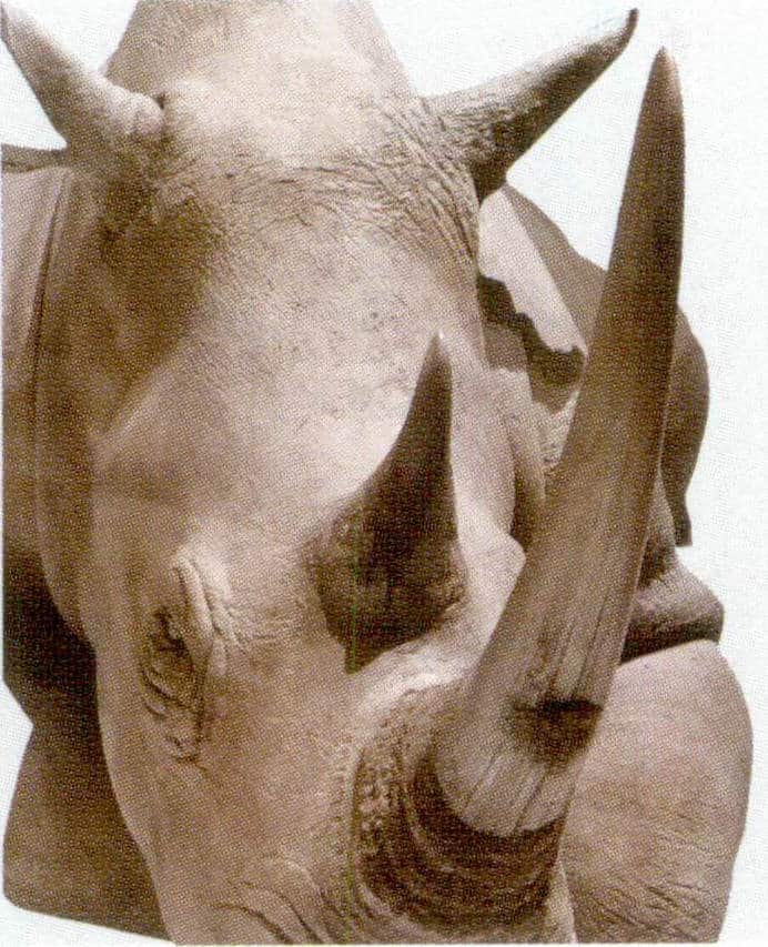 Figure 7-2-5 Rhinoceros (5)