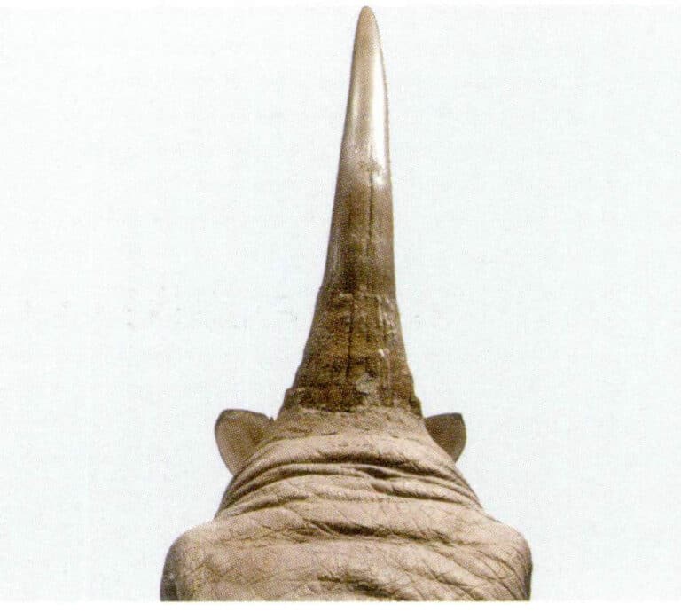 Figure 7-2-6 Rhinoceros Horn (1)
