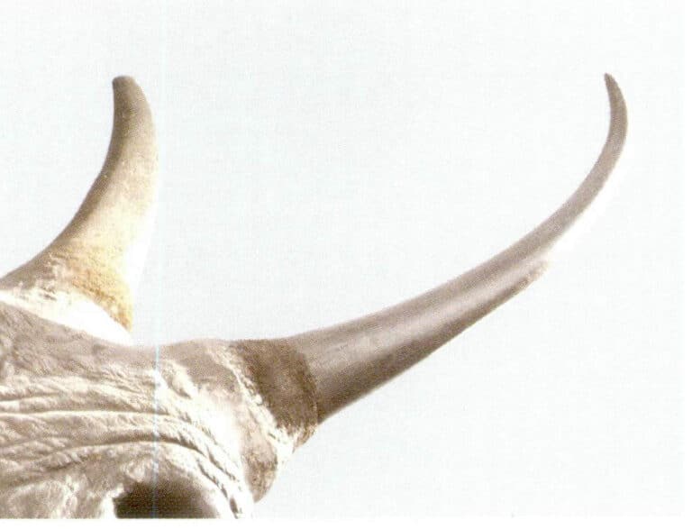 Figure 7-2-7 Rhinoceros Horn (2)