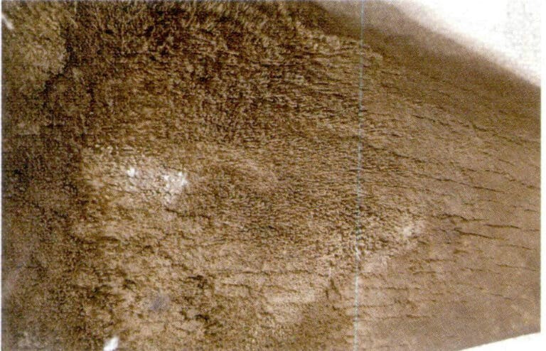 Figure 7-2-9 Rhinoceros horn root