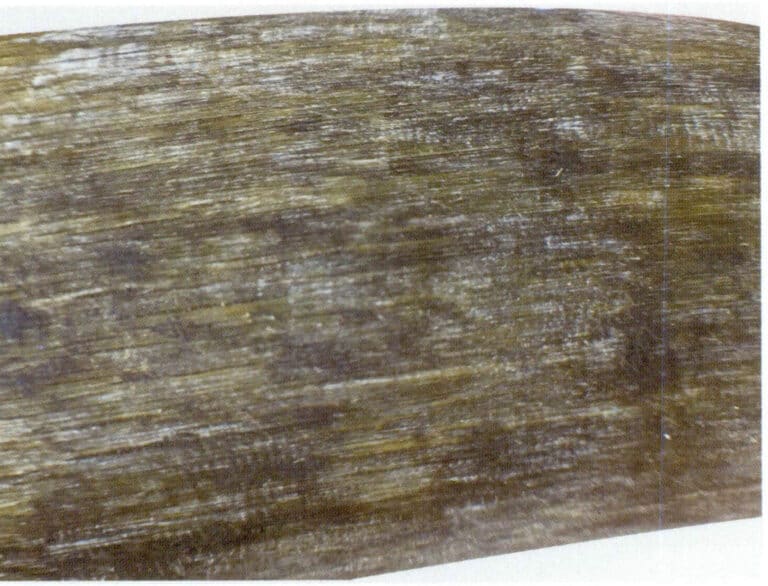 Figure 7-2-19 Longitudinal lines on the longitudinal surface of rhino horn